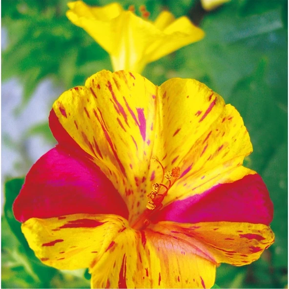 Arzuman Akşam Sefası (Mirabilis Jalapa) Çiçek Tohumu 25 Adet ürün görseli 1
