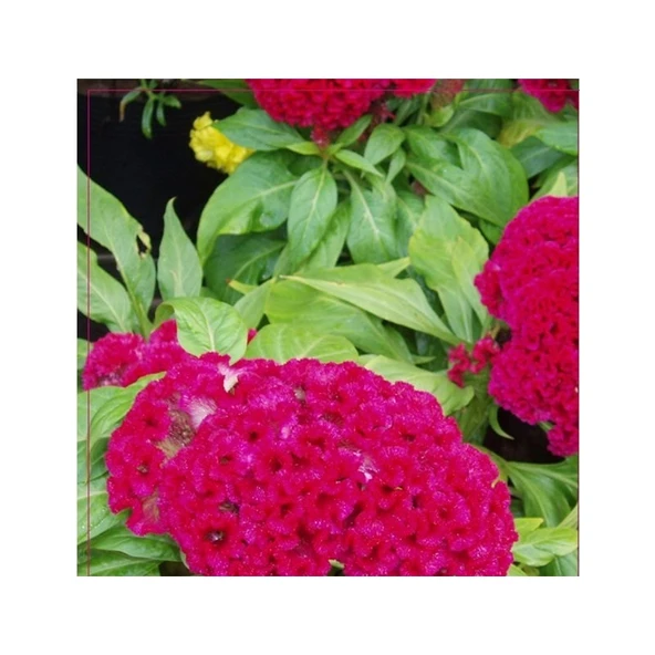 Arzuman Horozibiği (Celosia) Çiçek Tohumu 100 Adet ürün görseli 1