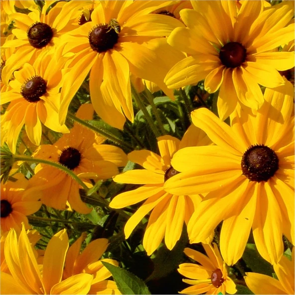 Arzuman Afrika Papatyası (Rudbeckia) Çiçek Tohumu 100 Adet ürün görseli 1