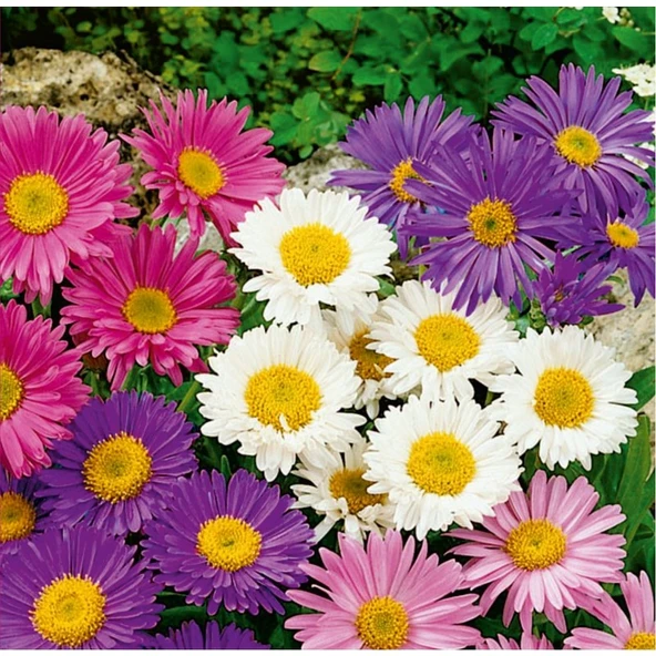 Arzuman Aster (Aster L.) Çiçek Tohumu 50 Adet ürün görseli 1