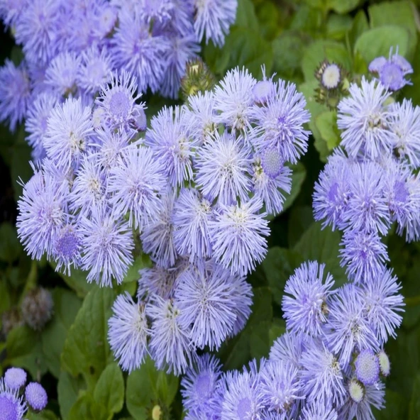 Arzuman Vapur Dumanı (Ageratum Houstanianum) Çiçek Tohumu 100 Adet ürün görseli 1
