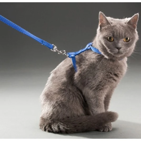Kedi Boyun ve Göğüs Tasması ürün görseli 1