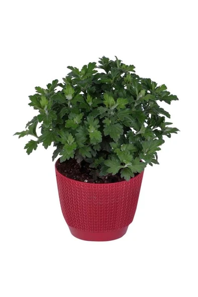 Kasımpatı (chrysanthemum) Pembe Renk 10-20 cm - Resim 2