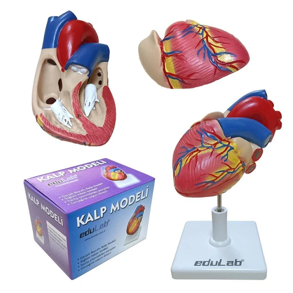 KALP MODELİ ürün görseli 1