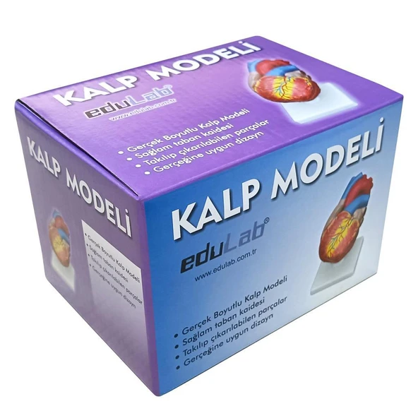 KALP MODELİ - Resim 4