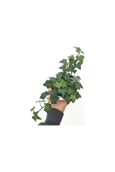 Hedera Helix Yeşil Yapraklı Sarmaşık Fidanı 10-20 cm ürün görseli 1