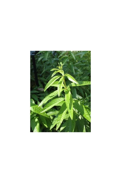 Melisa Limon Otu Aloysia Triphylla Fidanı 10-20 cm ürün görseli 1