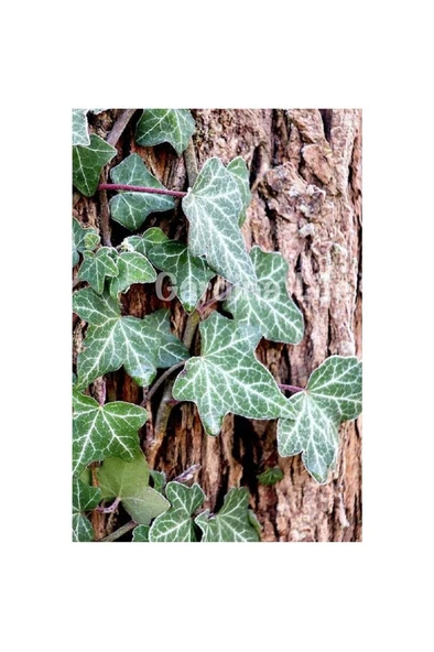 Duvar Sarmaşığı Fidanı ( Hedera Helix ) 10-20 cm ürün görseli 1