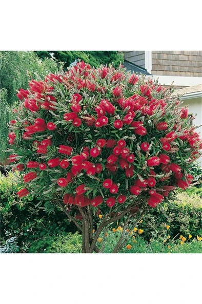 Fırça Çalısı Fidanı Callistemon Laevis 40-80 cm ürün görseli 1