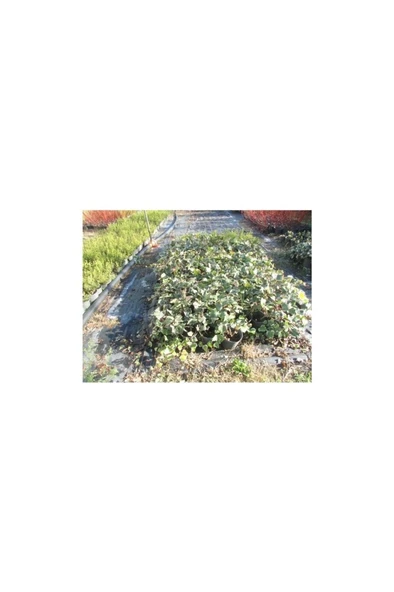 Sarmaşık Fidanı Hedera Helix Hibernica 10-20 cm ürün görseli 1