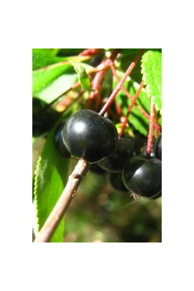 Aronya Fidanı Aronia Berry 10-20 cm ürün görseli 1