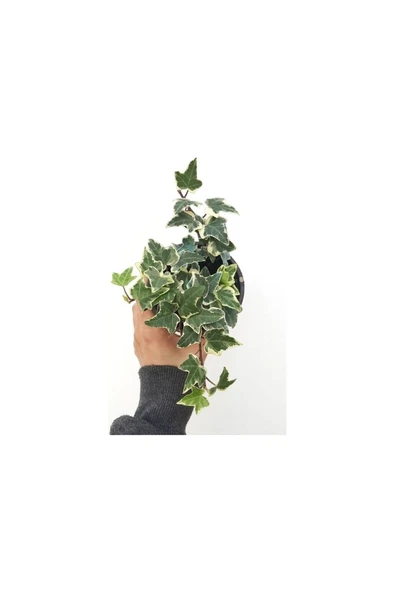 Hedera Helix Eva Hedera Variegata Alacalı Yapraklı Sarmaşık Fidanı ürün görseli 1
