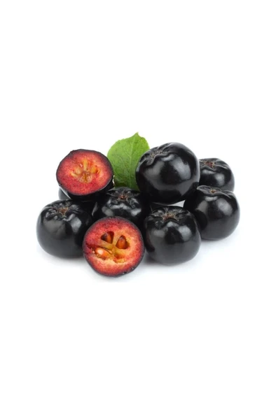 Aronia (Aronya) Fidanı 10-20 cm ürün görseli 1
