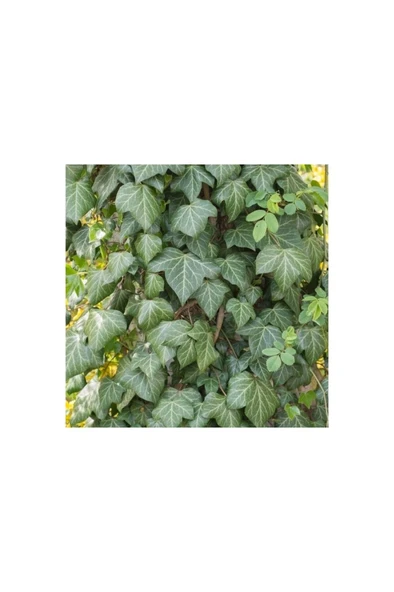 Hedera Helix Yeşil Duvar Sarmaşığı Fidanı 10-20 cm ürün görseli 1