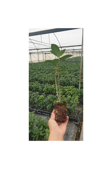 Aronya Fidanı 10-20 cm ürün görseli 1