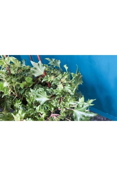 Çınar Yapraklı Hedera Helix Sarmaşık Duvar Orman Sarmaşığı 10-20 cm ürün görseli 1