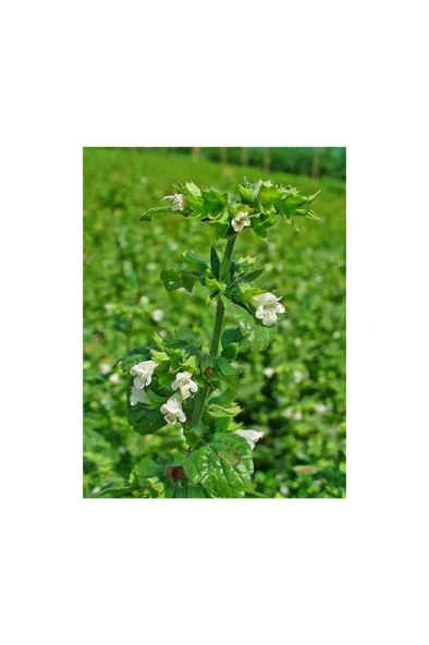 2 Adet Limon Otu Melisa Çiçeği Fidanı 10-20 cm ürün görseli 1