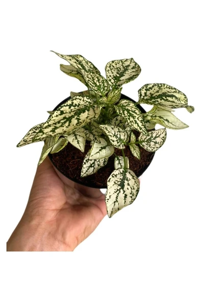 Hostes Çiçeği (Hypoestes) Çilli Yaprak Çiçeği Beyaz Puantiyeli 10-20 cm ürün görseli 1
