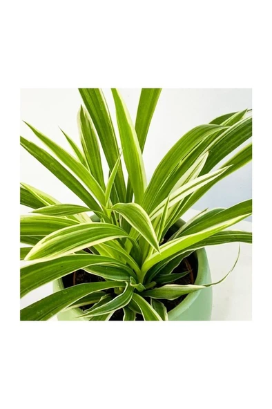 Chlorophytum Comosum Kurdele Çiçeği 10-20 cm ürün görseli 1