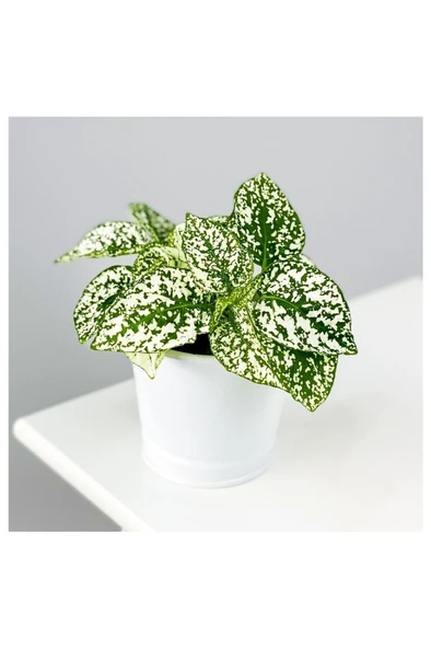 Hostes Çiçeği Hypoestes Çilli Yaprak Çiçeği Beyaz 10-20 cm ürün görseli 1