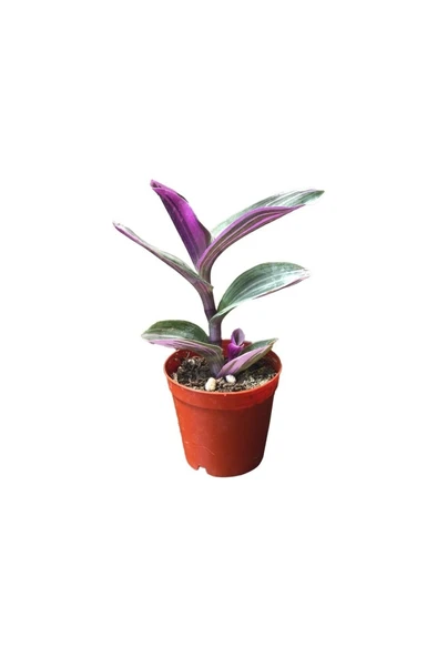 Tradescantia Zebrina Kaktüs Sukulent Fidanı 10-20 cm ürün görseli 1