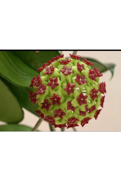 Bordo Yeşil Renkli Mum Çiçeği Fidanı 10-20 cm ürün görseli 1