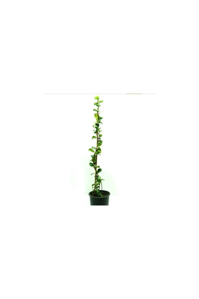 Beyaz Çiçek Açan Arap Yasemini Fidanı 10-20 cm ürün görseli 1