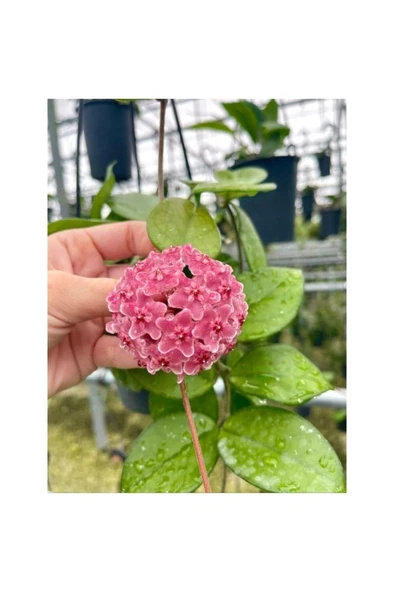 Pembe Renk Çiçek Açan Mum Çiçeği Fidanı 10-20 cm ürün görseli 1