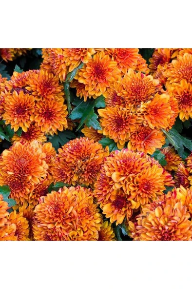 Kasımpatı Saksı’da (Chrysanthemum) Turuncu Renk 10-20 cm ürün görseli 1