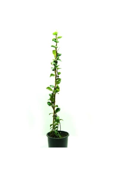 Arap Yasemini Fidanı 10-20 cm ürün görseli 1