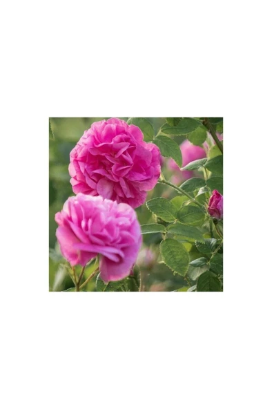 Reçellik Kokulu Pembe Isparta Gülü Fidanı 15-25 cm ürün görseli 1