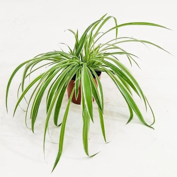Saksılı Kurdele Çiçeği Chlorophytum Comosum Variegatum 10-20 cm ürün görseli 1