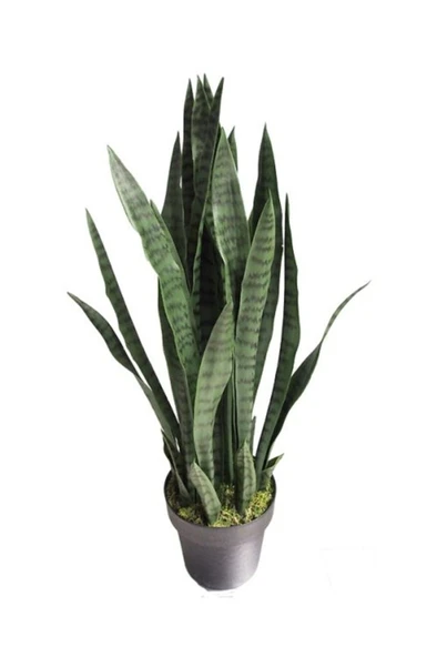 Paşa Kılıcı Fidesi Fidanı Sansevieria 10-20 cm ürün görseli 1