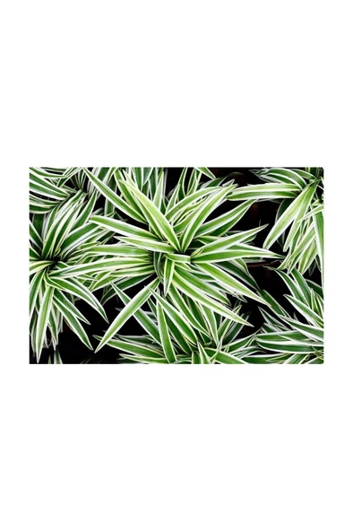 Chlorophytum Comosum Kurdele Çiçeği 10-20 cm - Resim 3