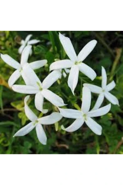 Beyaz Arap Yasemin Fidanı Saksılı [rhyncospermum Jasminoides] ürün görseli 1