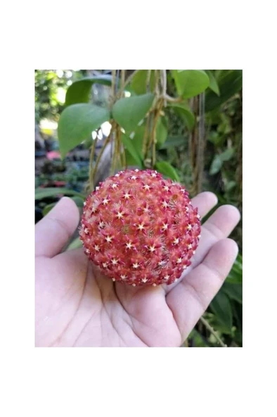 Turuncu Beyaz Mum Çiçeği Fidanı 10-20 cm ürün görseli 1