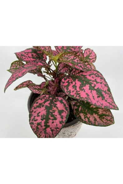 Hostes (Hypoestes) Çilli Yaprak Çiçeği Pembe Puantiyeli 10-20 cm ürün görseli 1