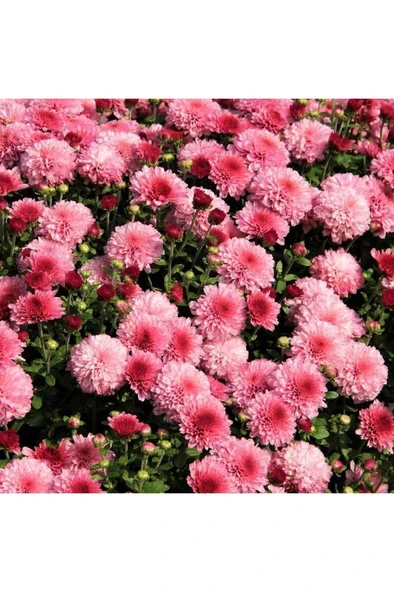 Kasımpatı Saksı’da (Chrysanthemum) Pembe Renk 10-20 cm ürün görseli 1
