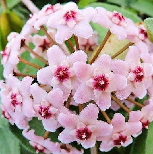 Pembe Renk Çiçek Açan Mum Çiçeği Fidanı 10-20 cm ürün görseli 1