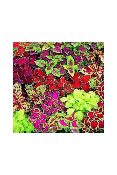 Yaprak Güzeli Kolyos Çiçeği Karışık Renk 3 Adet 10-20 cm ürün görseli 1