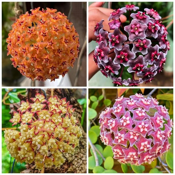Mum Çiçeği Fidanı Turuncu 10-20 cm ürün görseli 1