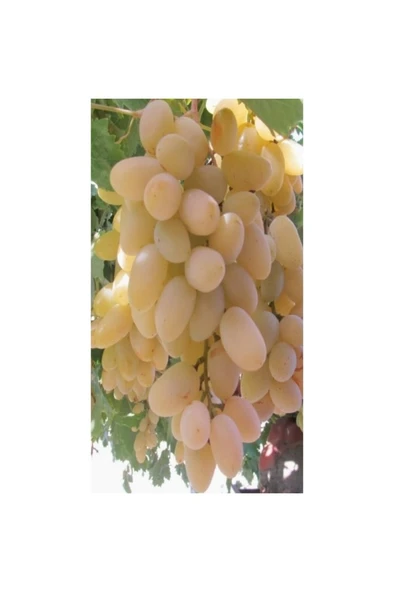 Süperior Üzüm Fidanı 10-20 cm ürün görseli 1