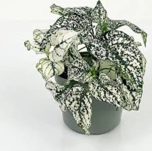 Beyaz Hostes Bitkisi Hypoestes Çiçeği Fidanı 10-20 cm ürün görseli 1