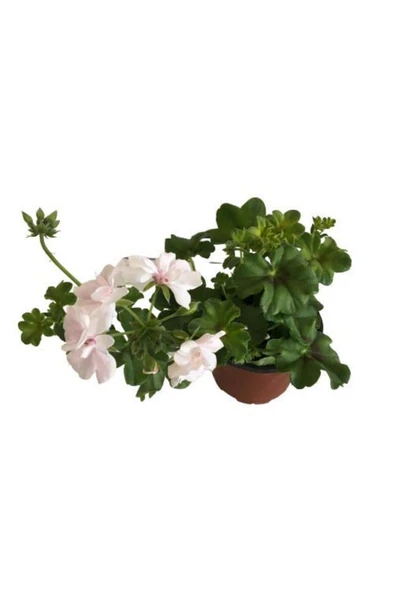 Beyaz Sardunya Çiçeği Saksılı 10-20 cm ürün görseli 1