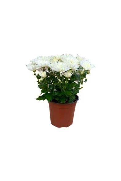 Kuğu Beyazı Saksılı Kasımpatı Fidanı Krizantem Chrysanthemum 10-20 Cm ürün görseli 1