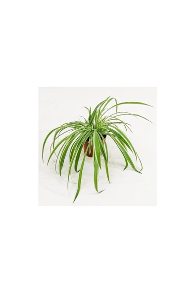 Yeşil Beyaz Kurdele Çiçeği (Chlorophytum) 10-20 cm ürün görseli 1