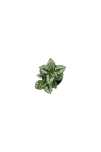 Hostes Çiçeği (Hypoestes) Çilli Yaprak Çiçeği Beyaz 10-20 cm ürün görseli 1