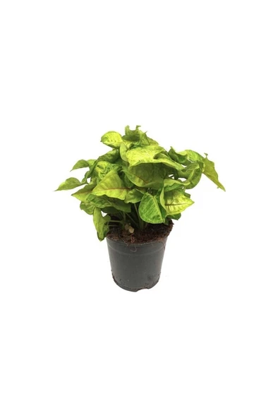 Syngonium Podophyllum Melek Kanadı Çiçeği 10-20 cm ürün görseli 1