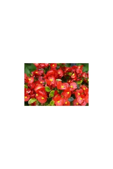 Kırmızı Renk Begonya Çiçeği 10-20 cm - Resim 2