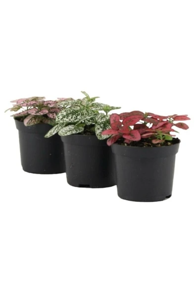 Hypoestes Hostes Çiçeği 3 Farklı Renk 10-20 cm ürün görseli 1